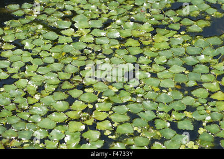 Water chestnut Stock Photo