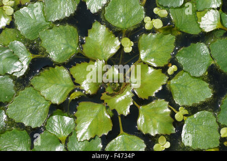 Water chestnut Stock Photo