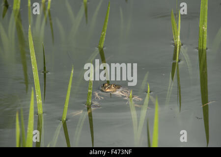 Edible frog, also common water frog or green frog (Rana esculenta) swimming in pond, North Rhine-Westphalia, Germany Stock Photo