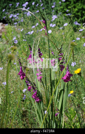 Marsh gladiolus Stock Photo