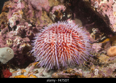 Edible sea urchin, common sea urchin, Essbarer Seeigel, See-Igel, Eßbarer Seeigel, Echinus esculentus Stock Photo