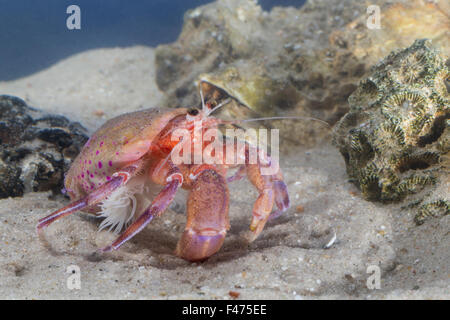 Anemone Hermit Crab, sea anemone, Anemonen-Einsiedlerkrebs, Mantelaktinie, Seeanemone, Pagurus prideaux, Adamsia palliata Stock Photo