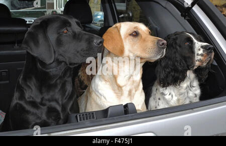 Labradors and Springer Spaniels on guard in car alert barking dogs Stock Photo