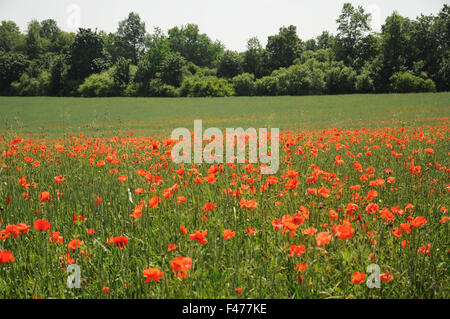 Dinkel wheat with poppies Stock Photo