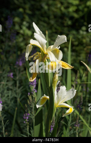 Oriental iris Stock Photo