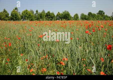 Dinkel wheat with poppies Stock Photo