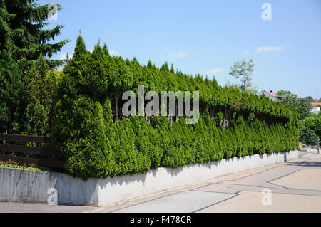 White cedar hedge Stock Photo