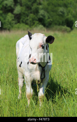 Portrait of a young bull photographed close up Stock Photo