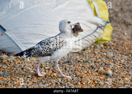 Herring Gull, Seagull, on Fishing Nets, on Hastings Old Town Stade beach,  East Sussex, UK. Larus Argentatus Stock Photo - Alamy