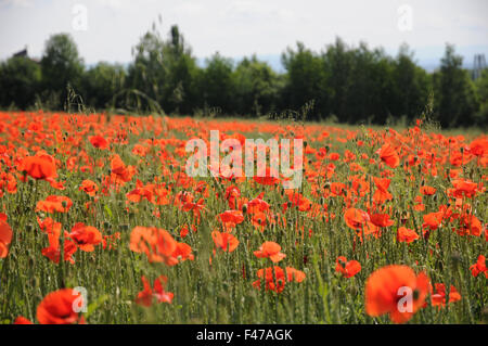 Dinkel wheat with poppies Stock Photo