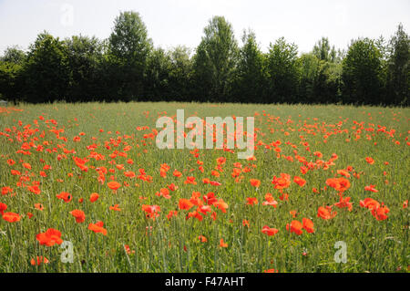 Dinkel wheat with poppies Stock Photo
