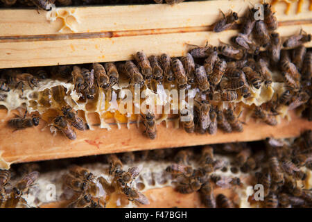 BEEKEEPING Stock Photo