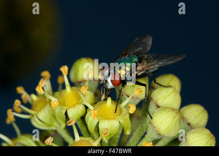 Close-up of a blowfly on a flower, Sweden. Stock Photo
