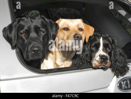 Three dogs in boot of car happy alert labradors springer spaniel Stock Photo