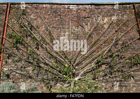 Victoria Plum tree espaliered against the Melon Yard wall at The Lost Gardens of Heligan, Cornwall, UK Stock Photo