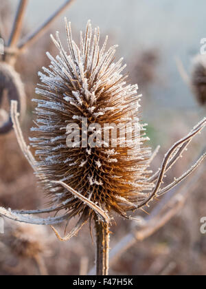 frost covered teasel in close up Stock Photo