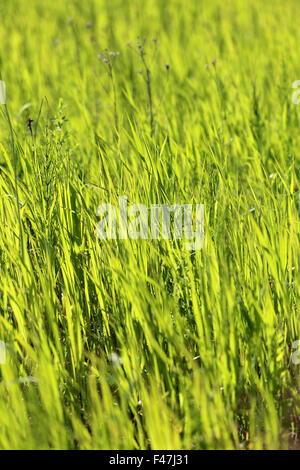 Beautiful green grass lawn photographed close up Stock Photo - Alamy