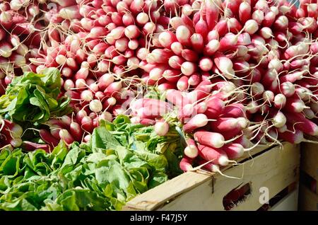 Bunches of radishes on market stall Stock Photo