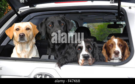 Two labrador dogs yellow and black in boot of car alert guarding with two Springer Spaniels. Four dogs - a bootfull ! Stock Photo