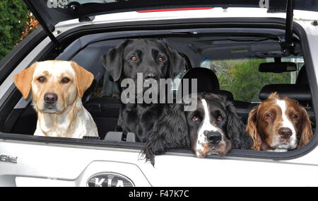 Two labrador dogs yellow and black in boot of car alert guarding with two Springer Spaniels. Four dogs - a bootfull ! Stock Photo