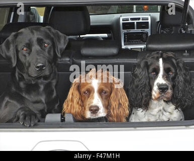 Three dogs in boot of car happy alert labrador springer spaniels Stock Photo