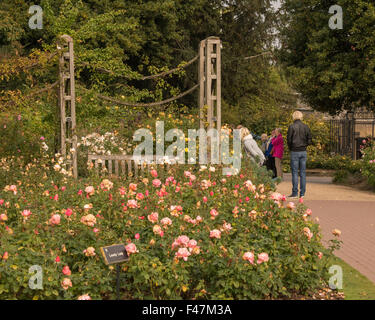 UK weather, London, 15th October 2015. Regent's Park is beginning to show signs of autumn colour. The sun only made brief appearances but is forecast to shine in London again tomorrow. Credit:  Patricia Phillips/Alamy Live News Stock Photo
