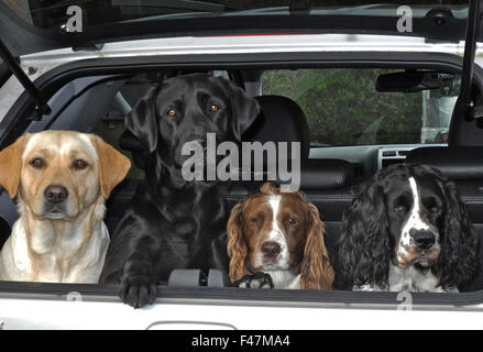 Two labrador dogs yellow and black in boot of car alert guarding with two Springer Spaniels. Stock Photo
