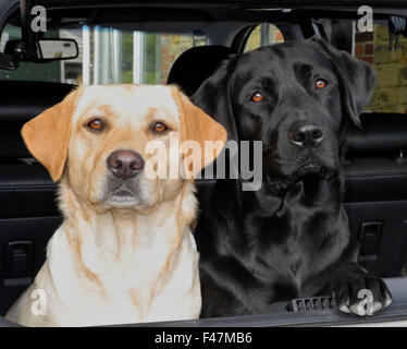 Two labrador dogs yellow and black in boot of car alert guarding Stock Photo