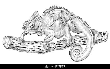 chameleon lizard sitting on tree, side view, black and white hand drawn vector sketch Stock Vector