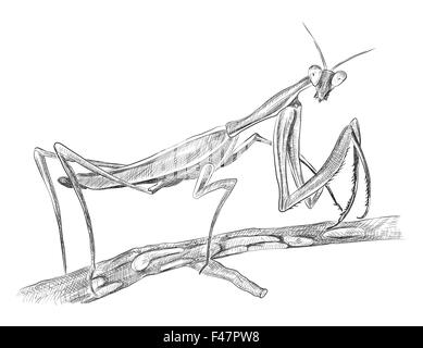 Mantis religiosa sitting on tree, side view, black and white hand drawn vector sketch Stock Vector