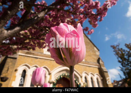 Pink tulips / tulip flower / flowers in the garden of suburban Catholic Church, in spring sun / sunshine blue sky. Twickenham UK Stock Photo