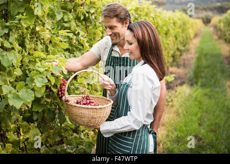 Smiling winegrower couple picking grapes Stock Photo