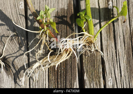 Mint-cuttings Stock Photo