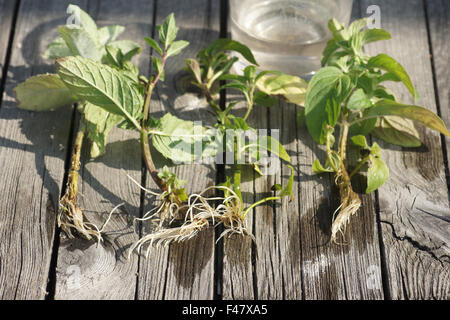 Mint-cuttings Stock Photo