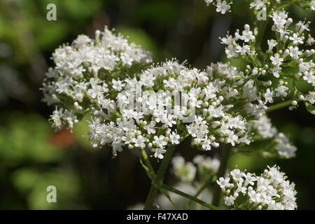 Valerian Stock Photo