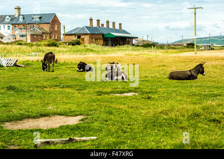 Borth Railway Station, mid Wales with Donkeys Stock Photo