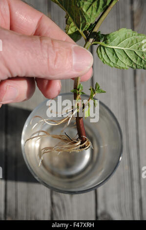 Mint-cutting Stock Photo