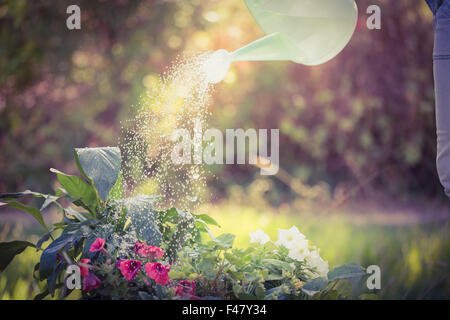 Watering can pouring water over flowers Stock Photo