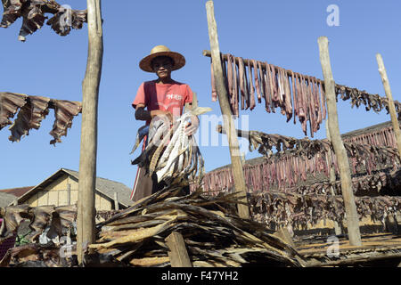 ASIA MYANMAR MYEIK DRY FISH PRODUCTION Stock Photo