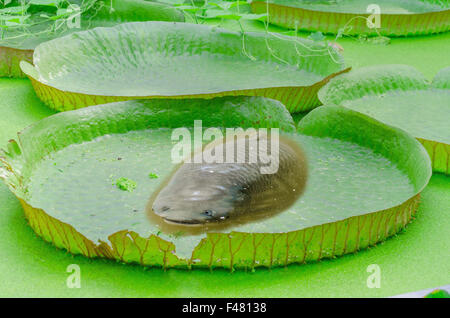 Victoria, Amazonas, water lily, leaves, fish Stock Photo