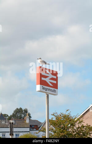Seagull perched on top of Teignmouth Railway Station sign in Devon, England Stock Photo