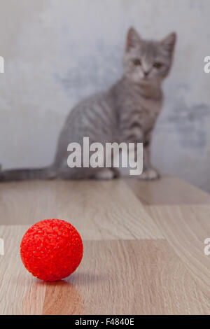 little kitten with small red ball Stock Photo