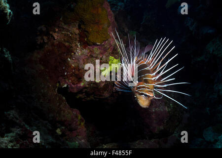 Clearfin lionfish, Pterois radiata, from the Red Sea, Egypt. Stock Photo