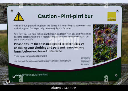 Pirri-Pirri Bur warning sign. Pirri-Pirri Bur is an invasive species, easily spread by walkers and cyclists. Stock Photo