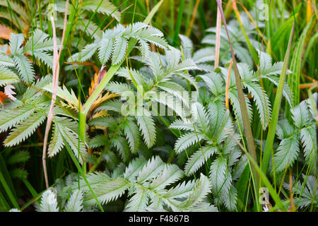 Pirri-Pirri Bur, an invasive species in th UK, easily spread by walkers and cyclists. Stock Photo