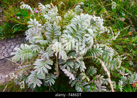 Pirri-Pirri Bur, an invasive species in th UK, easily spread by walkers and cyclists. Stock Photo