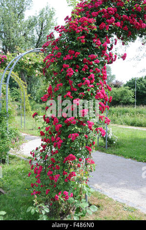 Climber rose Stock Photo