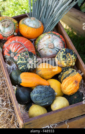 Pumpkin and Gourd display at an Autumn Show. UK Stock Photo
