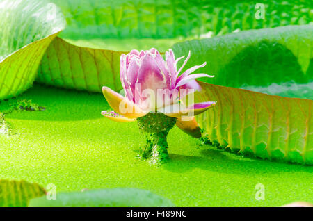 Blooming Water lily Stock Photo