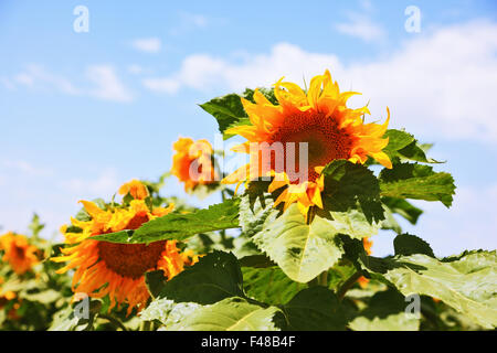 Two large bright yellow sunflower head Stock Photo